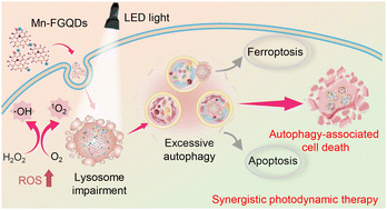 Graphical abstract: Photo-activated autophagy-associated tumour cell death by lysosome impairment based on manganese-doped graphene quantum dots