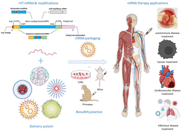Graphical abstract: mRNA therapeutics for disease therapy: principles, delivery, and clinical translation