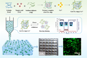 Graphical abstract: Natural polymer derived hydrogel bioink with enhanced thixotropy improves printability and cellular preservation in 3D bioprinting