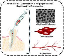 Graphical abstract: Gelatin methacryloyl hydrogel as an injectable scaffold with multi-therapeutic effects to promote antimicrobial disinfection and angiogenesis for regenerative endodontics