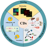 Graphical abstract: Carbon dots as a new class of multifunctional nanomaterial in mesenchymal stem cells: opportunities and challenges