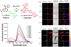 Graphical abstract: Near-infrared rhodol dyes bearing salicylaldehyde moieties for ratiometric pH sensing in live cells during mitophagy and under hypoxia conditions