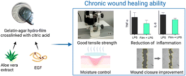 Graphical abstract: Agar/gelatin hydro-film containing EGF and Aloe vera for effective wound healing