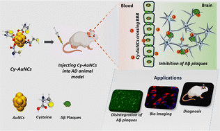 Graphical abstract: Bifunctional cysteine gold nanoclusters for β-amyloid fibril inhibition and fluorescence imaging: a distinctive approach to manage Alzheimer's disease