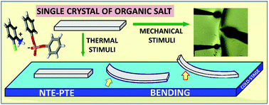 Graphical abstract: Tracing shape memory effect and elastic bending in a conformationally flexible organic salt