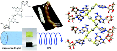 Graphical abstract: Circularly polarised luminescence in an RNA-based homochiral, self-repairing, coordination polymer hydrogel