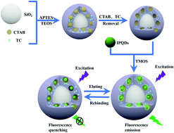 Graphical abstract: Molecularly imprinted CsPbBr3 quantum dot-based fluorescent sensor for trace tetracycline detection in aqueous environments