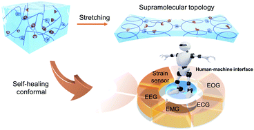 Graphical abstract: Supramolecular topology controlled self-healing conformal hydrogels for stable human–machine interfaces