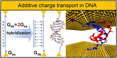 Graphical abstract: Additive transport in DNA molecular circuits