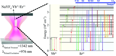 Graphical abstract: Nanosecond kinetics of multiphoton upconversion in an optically trapped single microcrystal