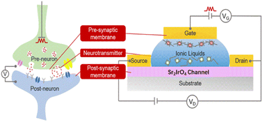 Graphical abstract: A Mott transistor with giant switching ratio at room temperature and its emulation of artificial synapses