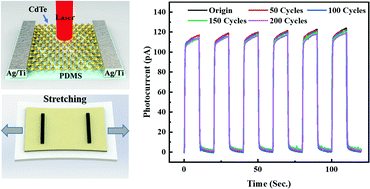 Graphical abstract: High-performance stretchable photodetectors based on epitaxial CdTe ultrathin films