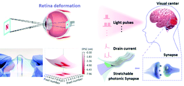 Graphical abstract: Intrinsically stretchable photonic synaptic transistors for retina-like visual image systems