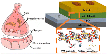Graphical abstract: Synapse transistors based on Li7La3Zr2O12 (LLZO) nanofibers/polyvinyl alcohol (PVA) composite gate dielectric for neuromorphic application