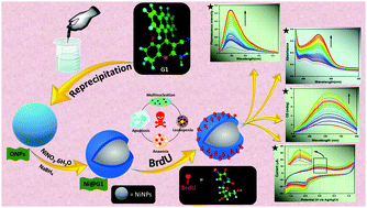 Graphical abstract: Ni@4H-chromene-based core–shell nanoparticles: highly sensitive and selective chemosensors for the radiosensitizer bromodeoxyuridine