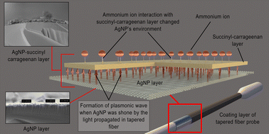 Graphical abstract: Succinyl-carrageenan on a localised surface plasmon resonance fiber sensor for ammonium ion assays