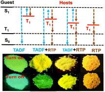 Graphical abstract: Host to regulate the T1–S1 and T1–S0 processes of guest excitons in doped systems to control the TADF and RTP emissions