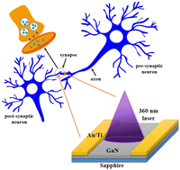 Graphical abstract: Light-stimulated artificial synapses based on Si-doped GaN thin films