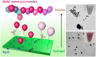 Graphical abstract: Hydrogels allow the precise growth tracking of plasmonic gold nanoparticles for mercury analysis