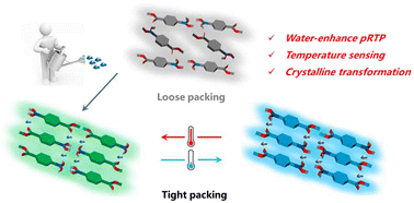 Graphical abstract: Water-enhanced high-efficiency persistent room-temperature phosphorescence materials for temperature sensing via crystalline transformation