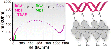 Graphical abstract: Mixed ionic–electronic conductance across naphthalenediimide-functionalized biopolymers