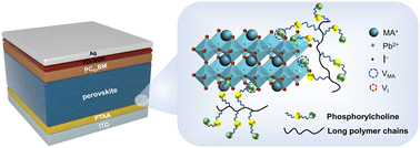 Graphical abstract: A multifunctional phosphorylcholine-based polymer reduces energy loss for efficient perovskite solar cells