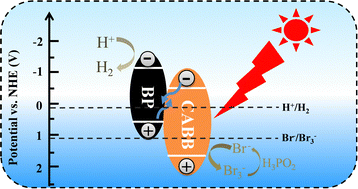 Graphical abstract: Two-dimensional black phosphorus-modified Cs2AgBiBr6 with efficient charge separation for enhanced visible-light photocatalytic H2 evolution