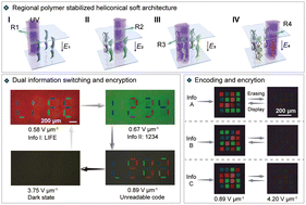 Graphical abstract: Programming multicolour micro-patterns via regional polymer-stabilized heliconical soft architecture