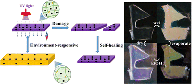 Graphical abstract: Responsive and self-healing supramolecular photonic crystal hydrogels based on host–guest interactions
