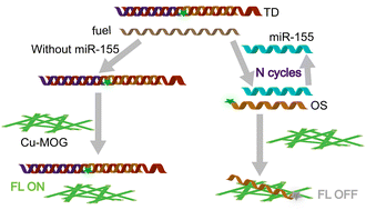 Graphical abstract: Metal–organic gel coupled entropy-driven circuit for fluorescence detection of miR-155
