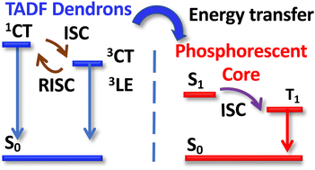 Graphical abstract: Understanding the emission from dendrimers composed of thermally activated delayed fluorescence-based dendrons and a phosphorescent fac-tris[2-(thiophen-2-yl)-4-(phenyl)quinoline]iridium(iii) core
