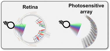 Graphical abstract: Retina-inspired flexible photosensitive arrays based on selective photothermal conversion