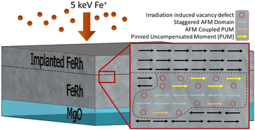 Graphical abstract: Domain state exchange bias in a single layer FeRh thin film formed via low energy ion implantation