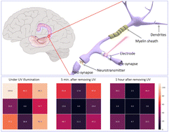 Graphical abstract: Ultraviolet-driven metal oxide semiconductor synapses with improved long-term potentiation