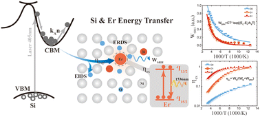 Graphical abstract: Quantification of energy transfer processes from crystalline silicon to erbium
