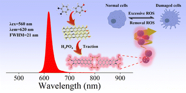 Graphical abstract: Phosphoric acid densified red emissive carbon dots with a well-defined structure and narrow band fluorescence for intracellular reactive oxygen species detection and scavenging