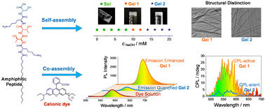 Graphical abstract: Fluorescent hydrogels with emission enhancement and CPL-activity depending on gelation states