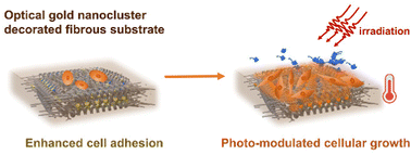 Graphical abstract: Gold nanocluster decorated fibrous substrate for photo-modulated cellular growth