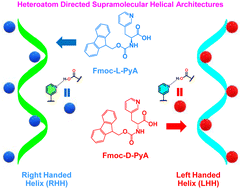 Graphical abstract: Heteroatom-directed supramolecular helical-rich architectures in N-terminal protected pyridyl aromatic amino acids