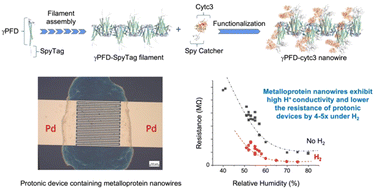 Graphical abstract: Protonic conductivity in metalloprotein nanowires