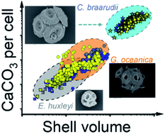 Graphical abstract: Single-entity coccolithophore electrochemistry shows size is no guide to the degree of calcification