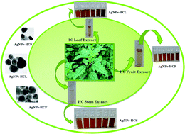 Graphical abstract: Synthesis and catalytic applications of silver nanoparticles: a sustainable chemical approach using indigenous reducing and capping agents from Hyptis capitata