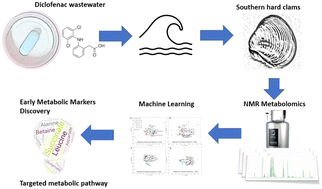 Graphical abstract: Metabolomics study on southern hard clams (Mercenaria campechiensis) response to diclofenac exposure