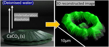 Graphical abstract: A simple microscopy approach quantifies biomineralized CO2 in Coccolithus braarudii – a calcifying marine phytoplankton