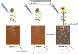 Graphical abstract: Impact of iron oxide nanoparticles on a lead-polluted water–soil–plant system under alternating periods of water stress