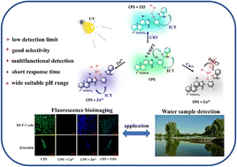 Graphical abstract: A novel dehydroabietic acid-based multifunctional fluorescent probe for the detection and bioimaging of Cu2+/Zn2+/ClO−