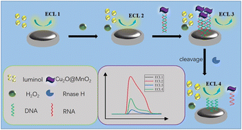 Graphical abstract: Electrogenerated chemiluminescence resonance energy transfer between luminol and MnO2 nanosheets decorated with Cu2O nanoparticles for sensitive detection of RNase H