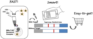 Graphical abstract: A functional nanoflower based lateral flow immunoassay for the rapid and robust detection of pathogens