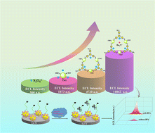 Graphical abstract: A carbon dot-based nanoscale covalent organic framework as a new emitter combined with a CRISPR/Cas12a-mediated electrochemiluminescence biosensor for ultrasensitive detection of bisphenol A