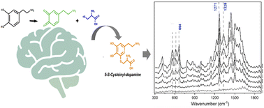 Graphical abstract: SERS-based detection of 5-S-cysteinyl-dopamine as a novel biomarker of Parkinson's disease in artificial biofluids